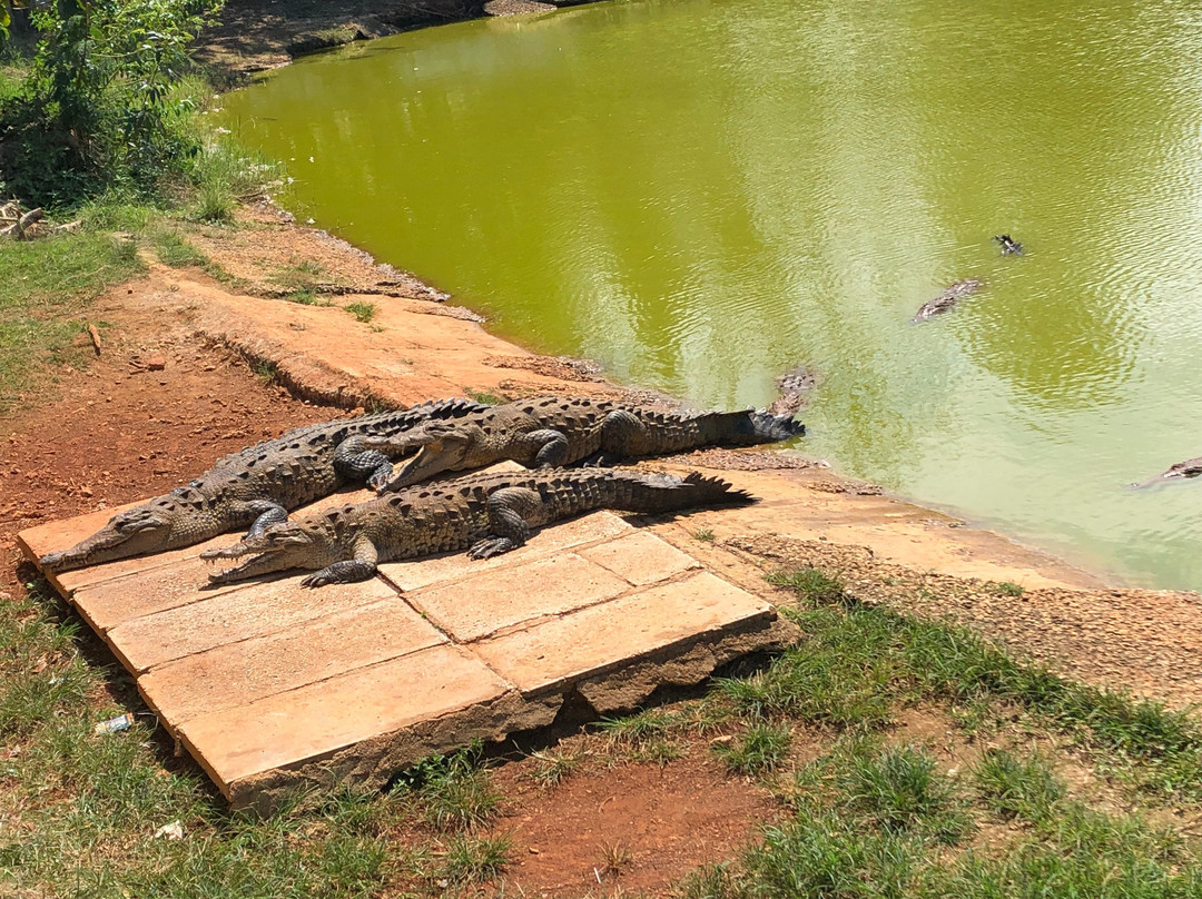 Crocodile Farm景点图片