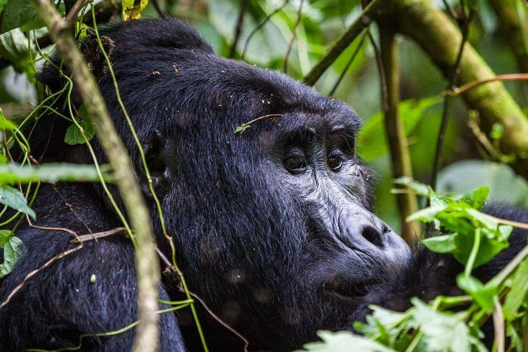 Budget Uganda Gorilla Safaris景点图片