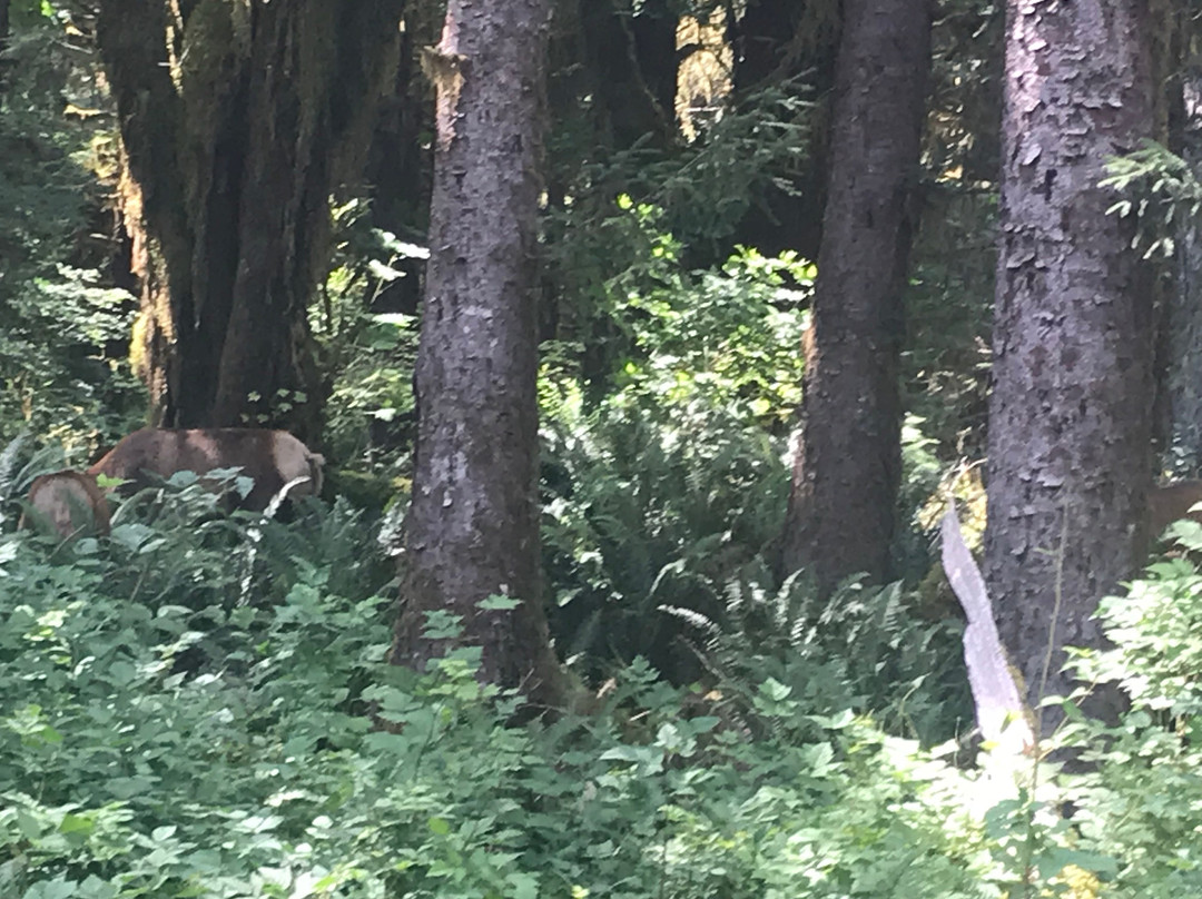 Hoh River Trail景点图片