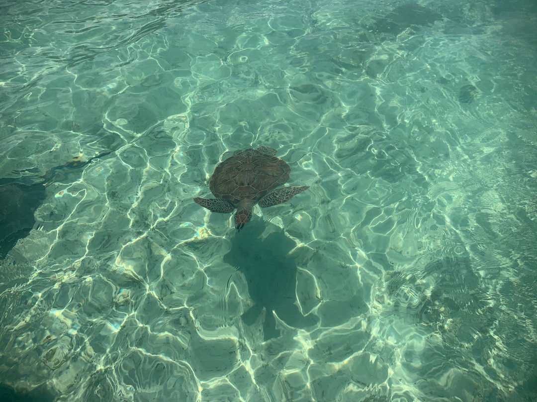 Spanish Wells SeaVentures Excursions | Harbour Island, Eleuthera, Bahamas Guide-Spanish Wells必去景点