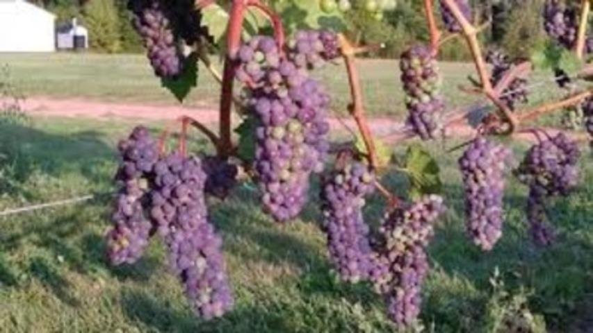 PEI Winery Tours-夏洛特镇必去景点