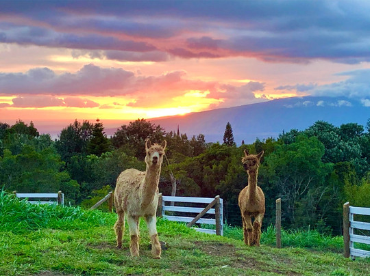 Maui Alpaca-马卡瓦必去景点