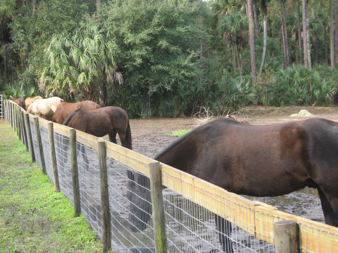 Wild Horse Rescue Center