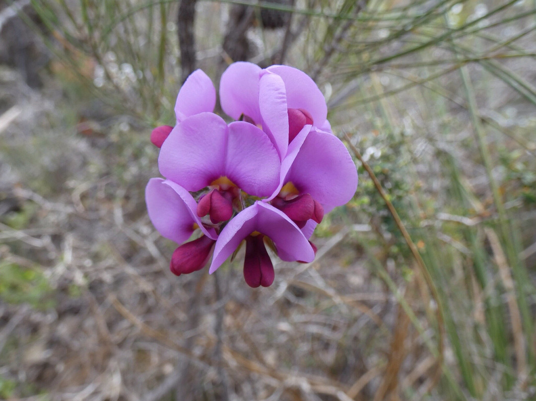 Stirling Range Drive-Stirling Range National Park必去景点