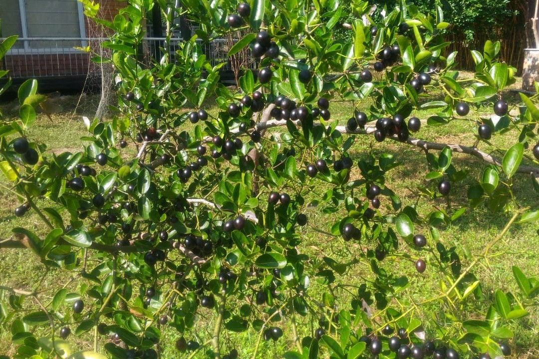 Regenta Resort Aranyaani主图