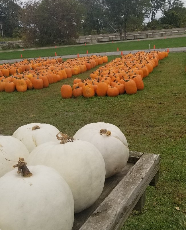 Johnson's Giant Pumpkins景点图片