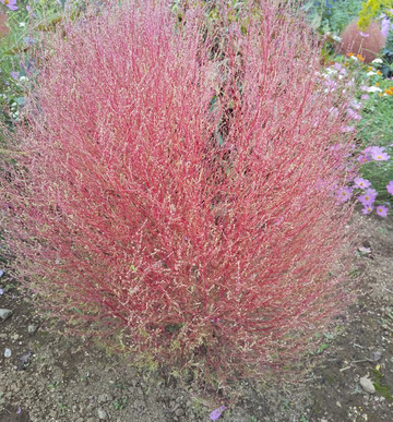 Hana no Oasis-鸿巢市必去景点