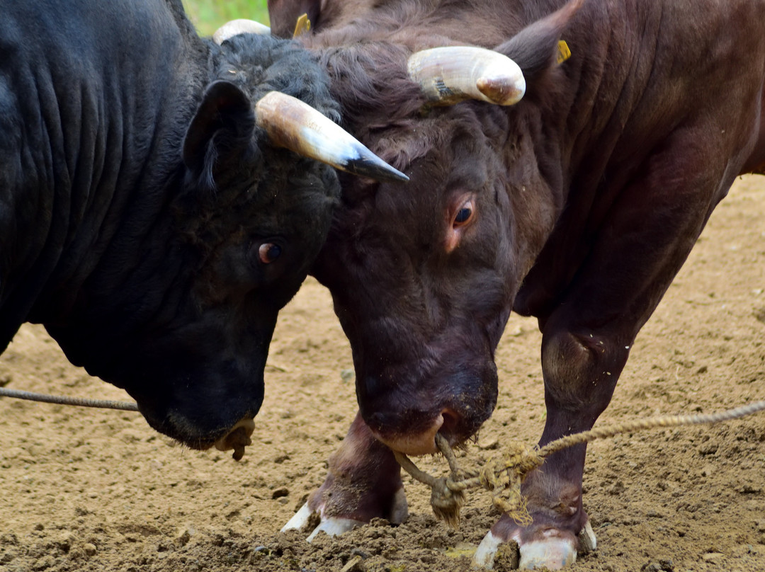 Yamakoshi Bullring-长冈市必去景点