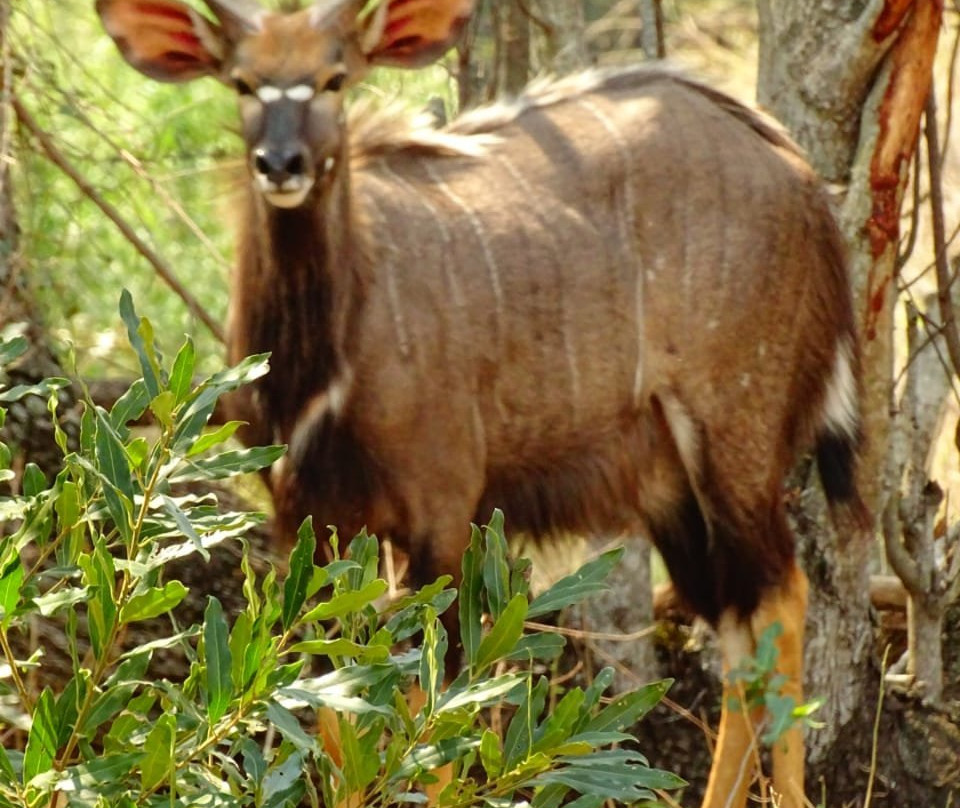 Kruger Gate Guest House主图