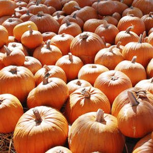 Arizona Pumpkin Patch-钱德勒必去景点