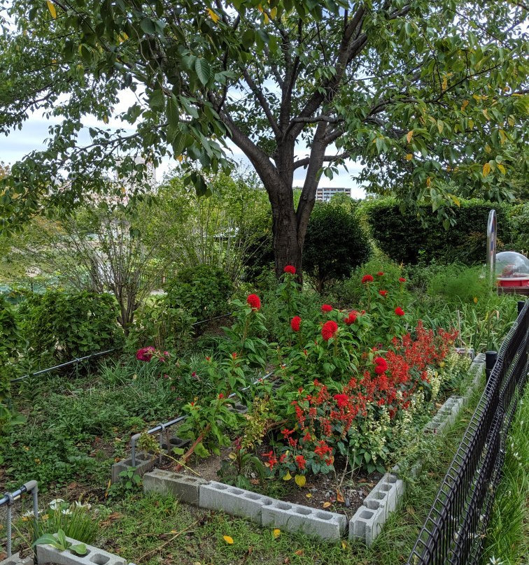 Ichibaike Park-摄津市必去景点