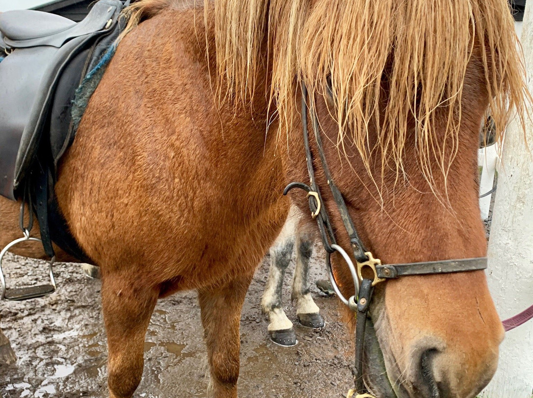 Hestasport - Riding Tours-Varmahlid必去景点