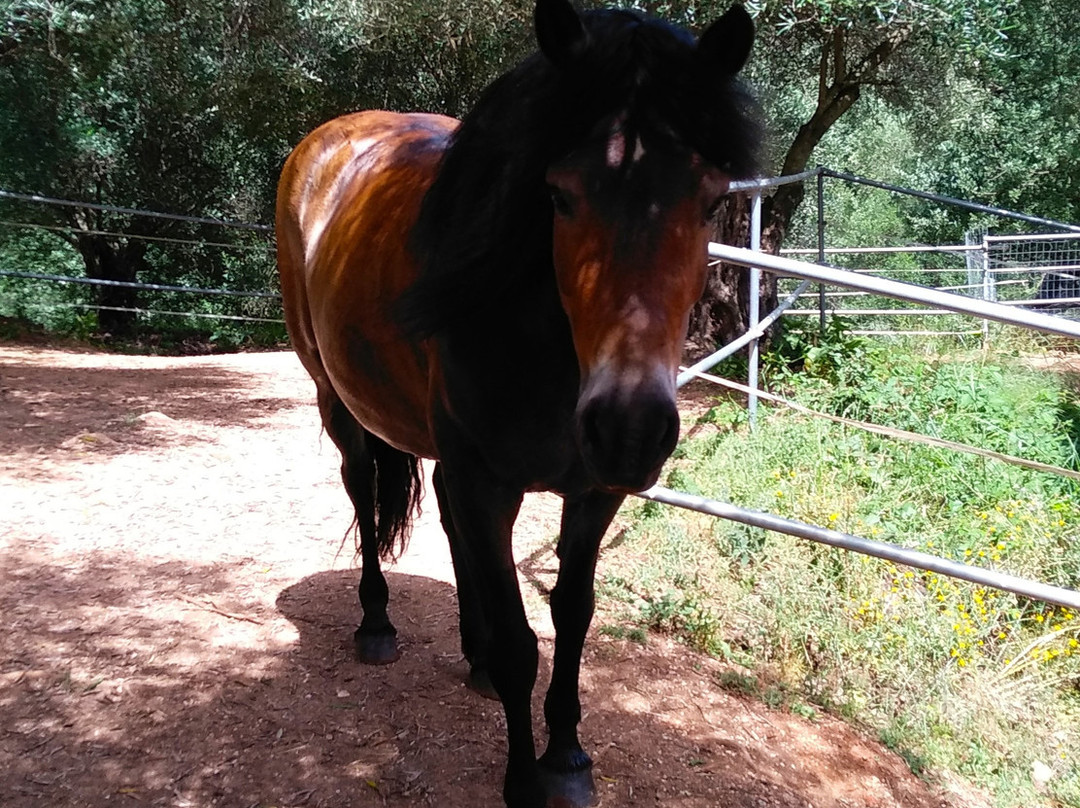 Carolina's Holiday Horses-Skripero必去景点