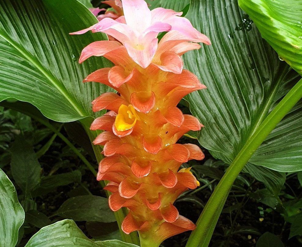 Botanischer Garten-耶拿必去景点
