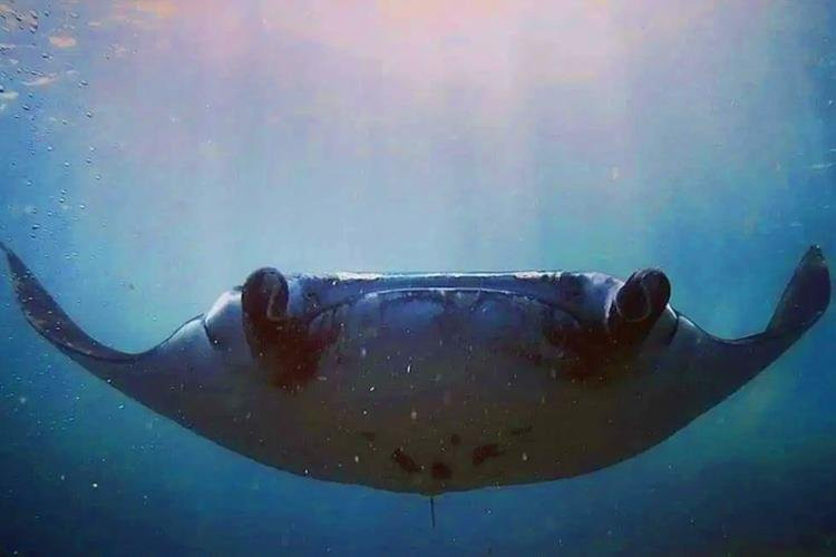 Scuba Mafia景点图片