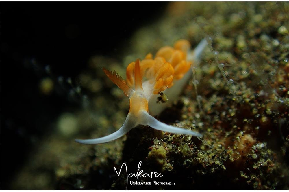 DIVING AND SNORKELING TULAMBEN MAKARA-图兰本必去景点