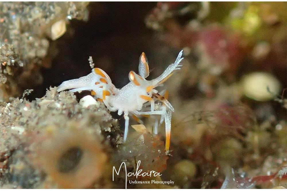 DIVING AND SNORKELING TULAMBEN MAKARA-图兰本必去景点