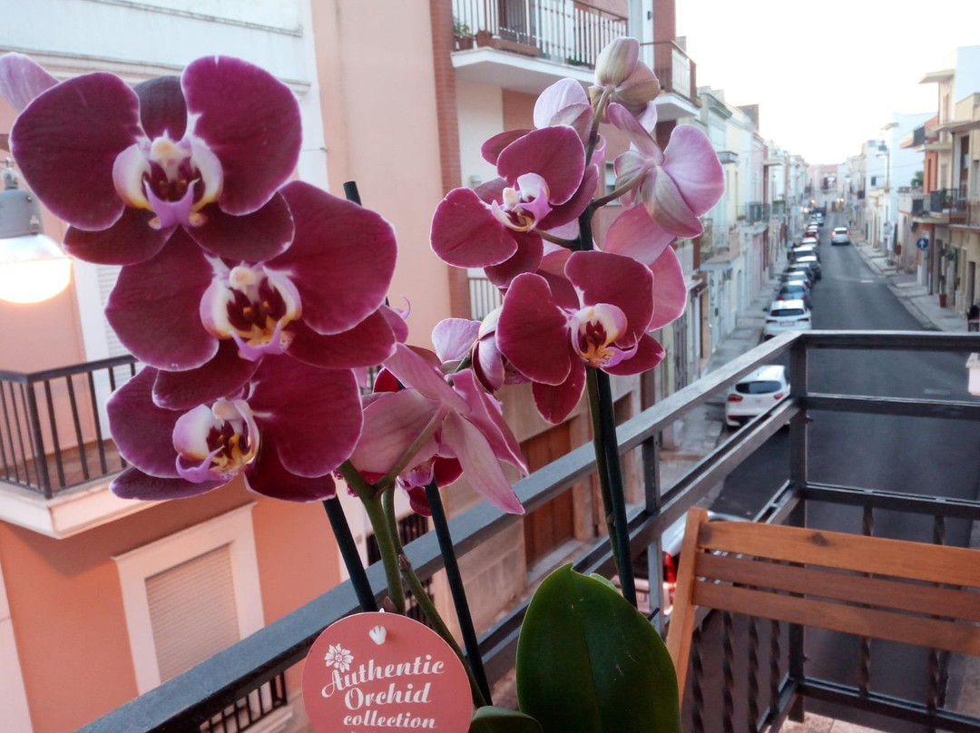 B&B Palazzo Mosca主图