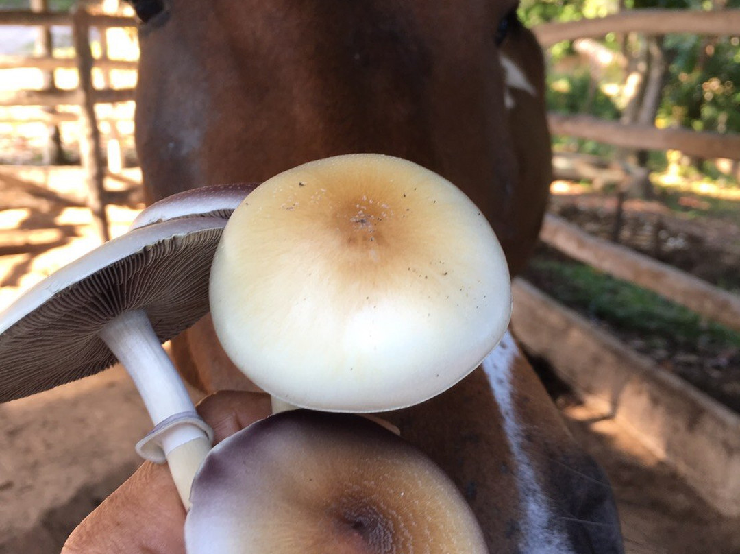 Thansadet Country Home主图