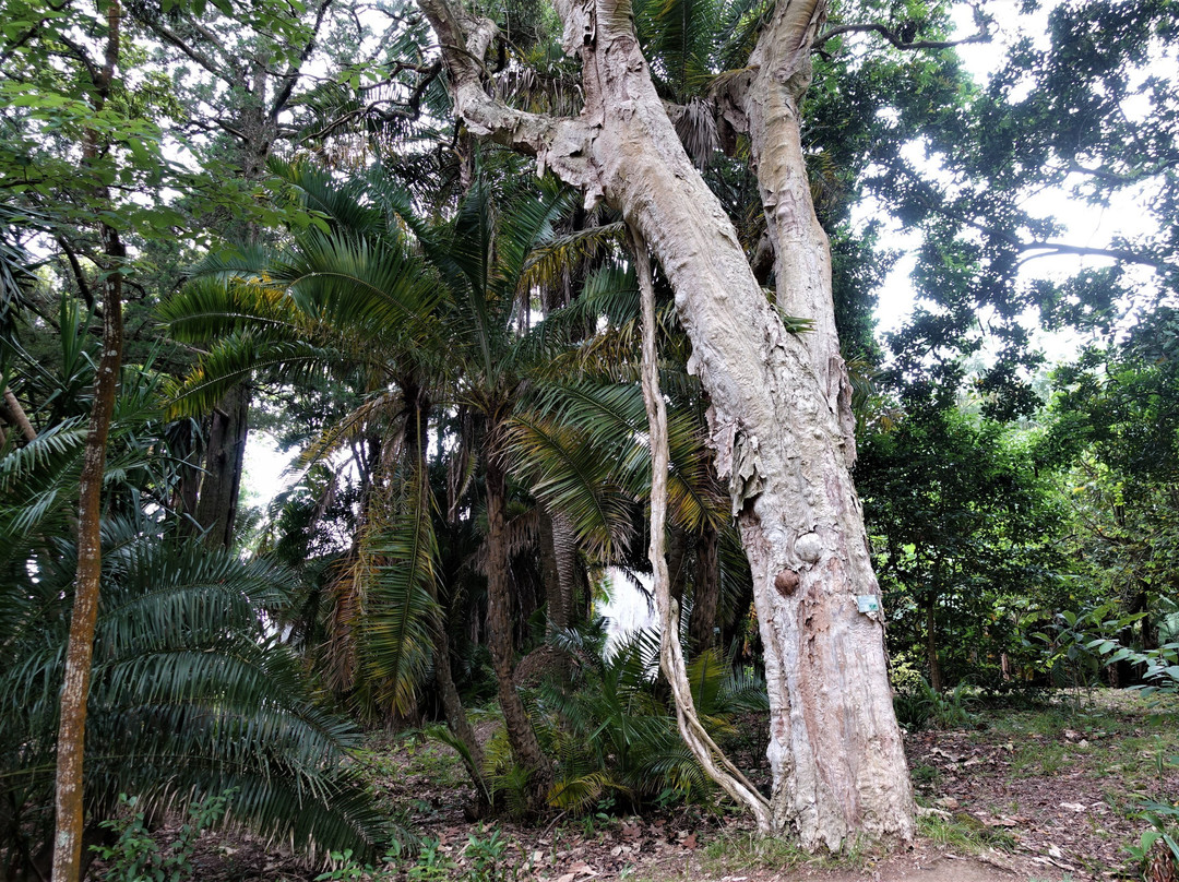 Jose do Canto Botanical Garden景点图片