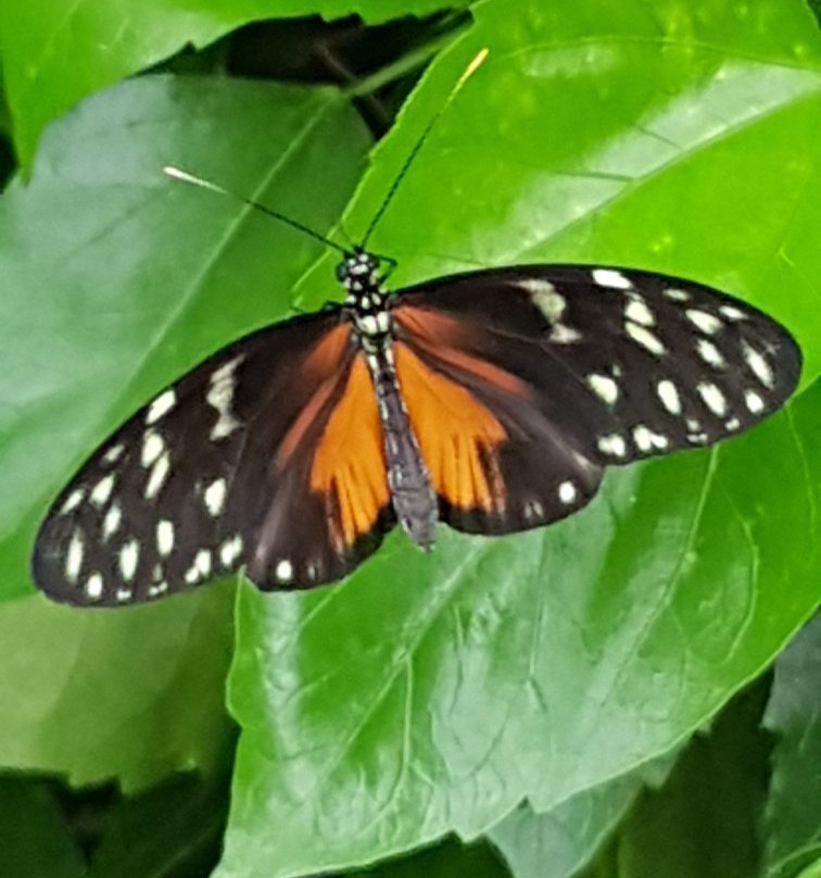 Jardin des Papillons景点图片