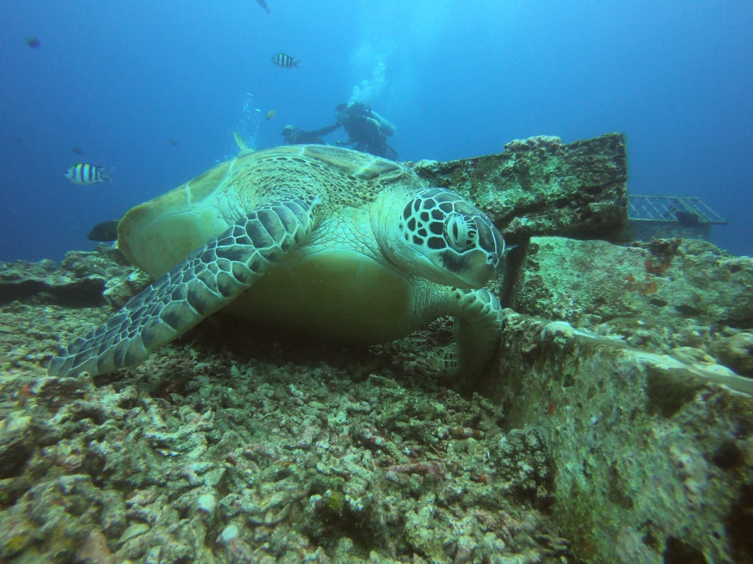 Gili Island Diving Center景点图片