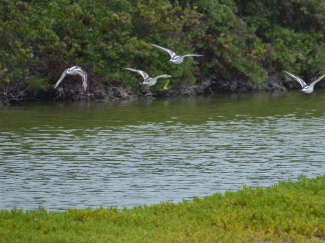 Kawai‘ele Waterbird Sanctuary-科卡哈必去景点