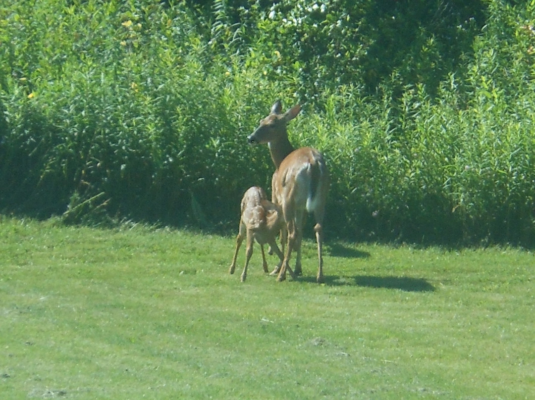 WoodSpring Suites Columbus NE I-270主图