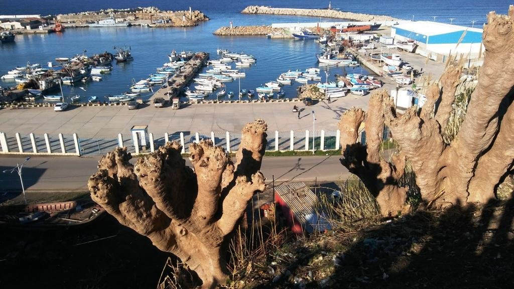 Cherchell旅游攻略图片