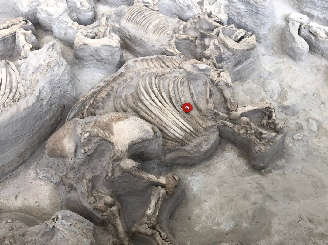 Ashfall Fossil Beds State Historical Park景点图片