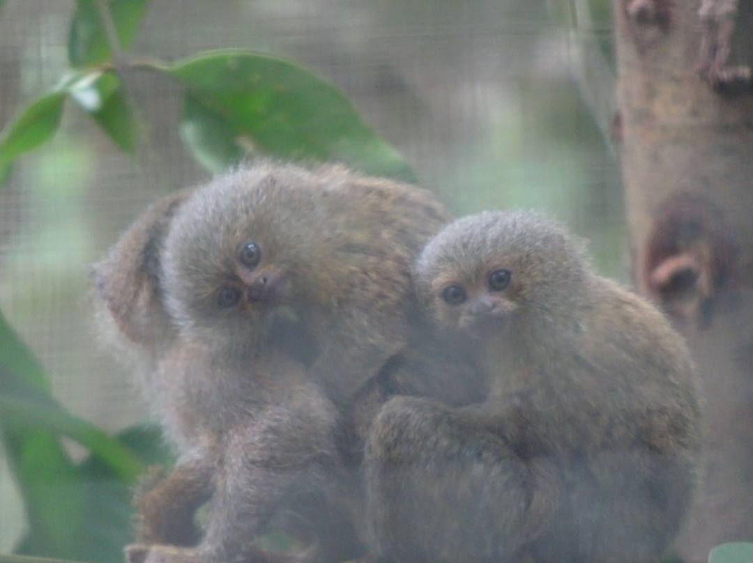 Padre Cocha旅游攻略图片