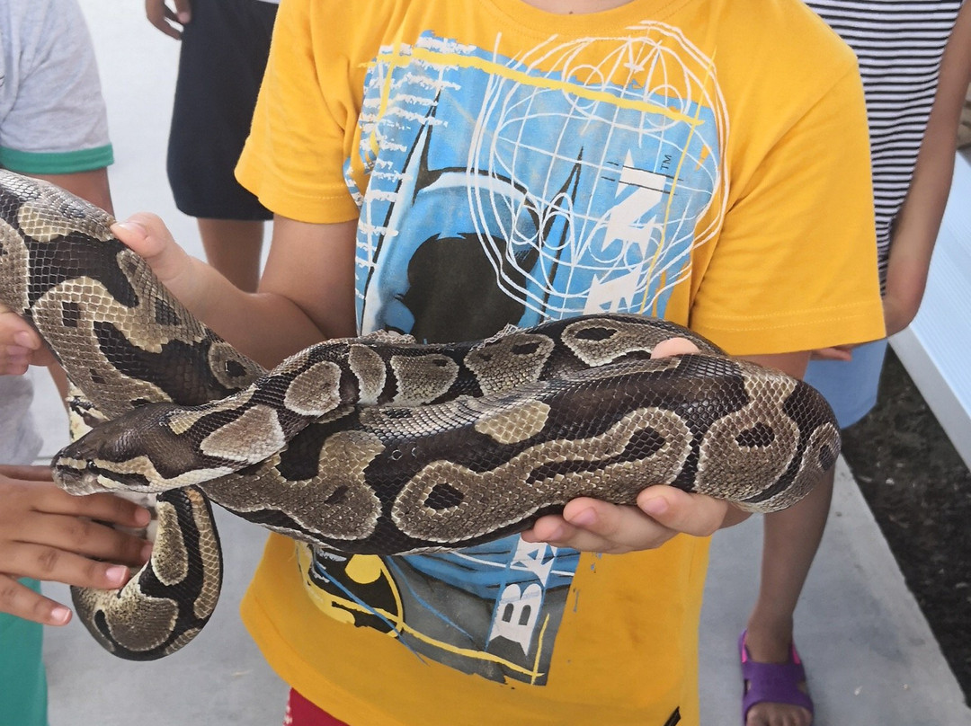 大沼泽地鳄鱼场-霍姆斯特德必去景点