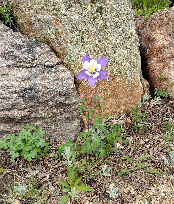Mrs. Walsh's Garden-埃斯蒂斯公园必去景点