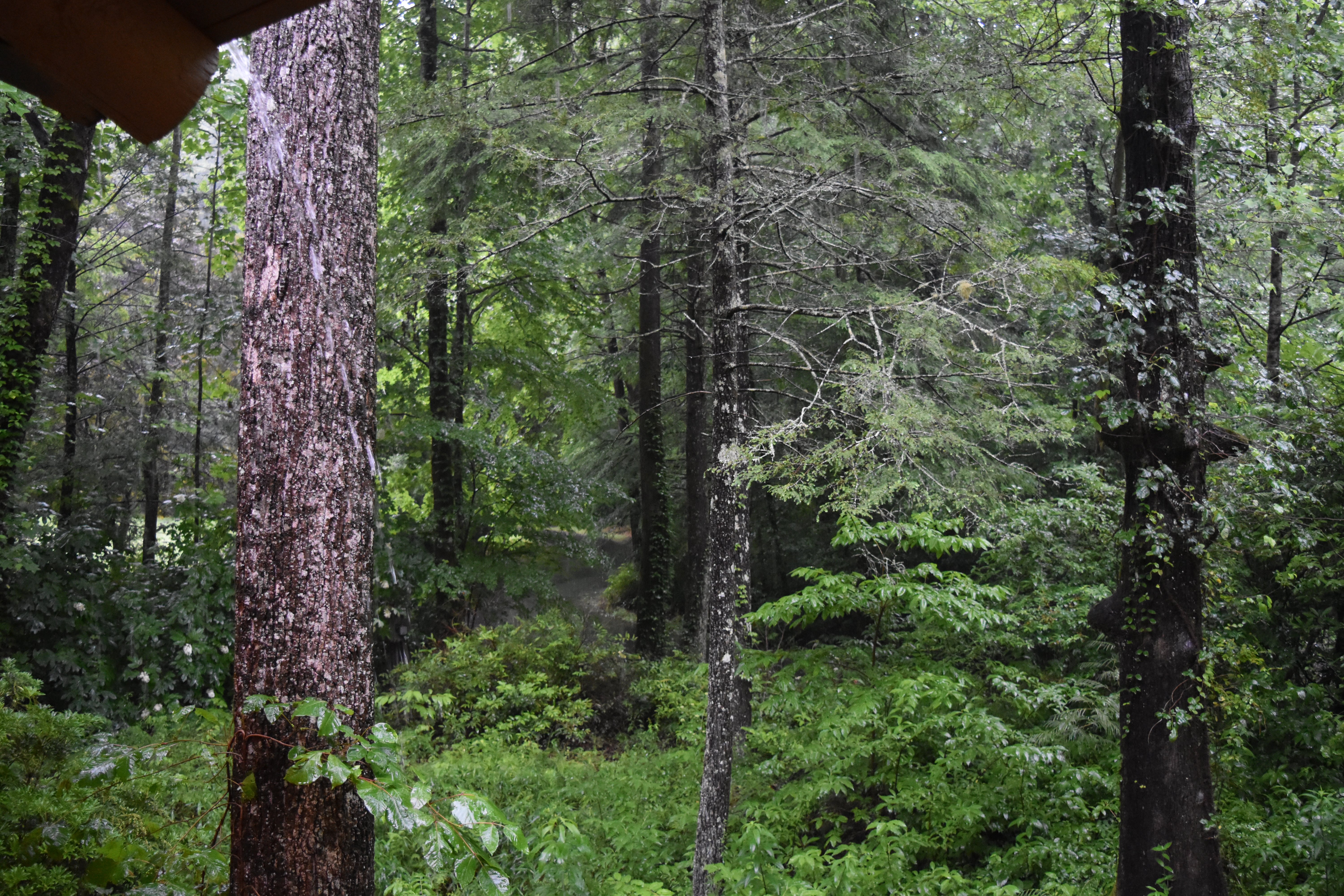 The Lodge at Smithgall Woods-官方