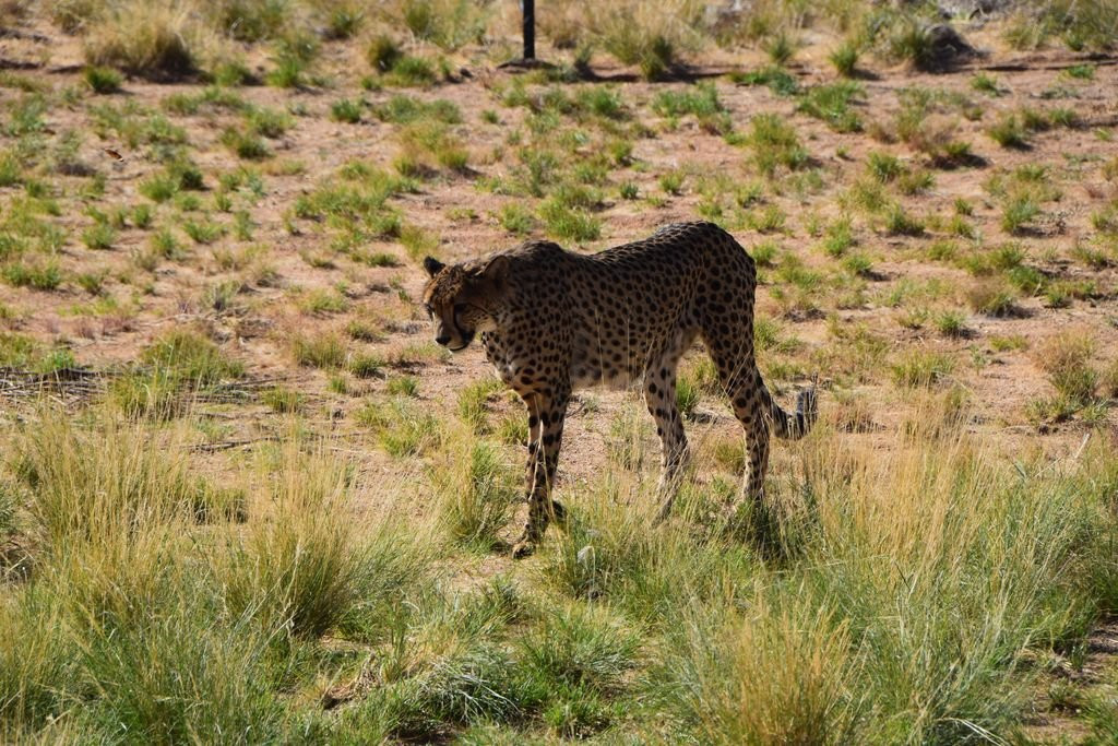 Namib Carnivore Conservation Centre景点图片