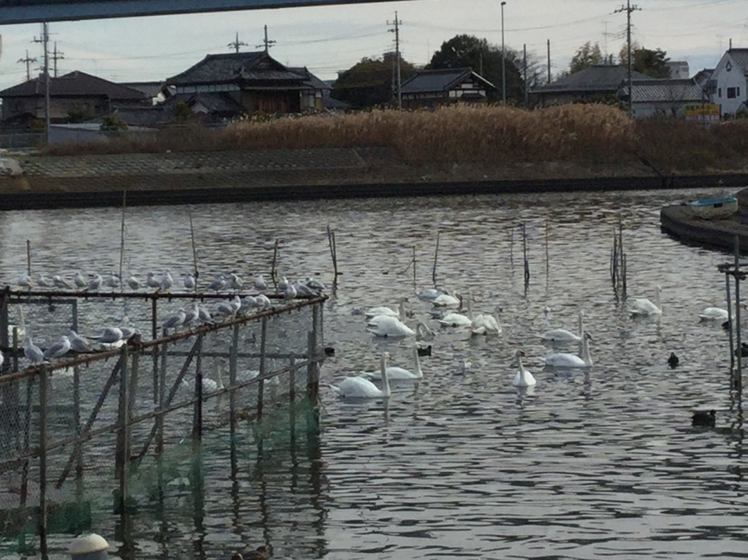 Ushikunumamizube Park景点图片