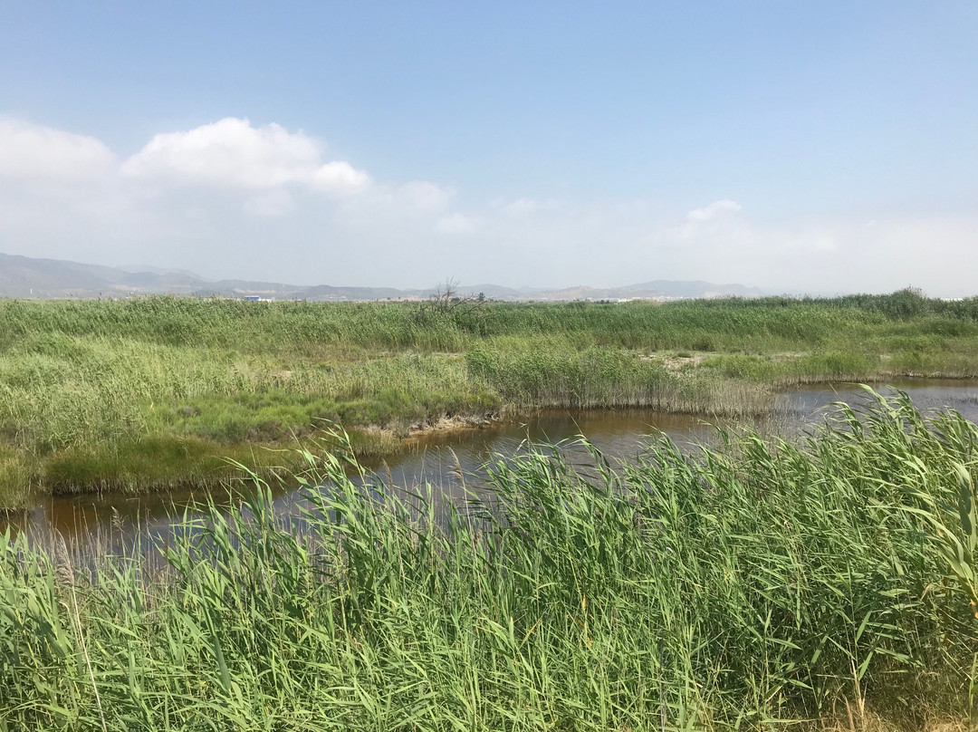 Valencia Birding Birdwatching Tours-巴伦西亚必去景点