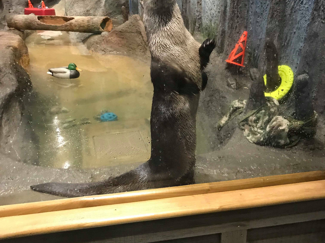 Delmarva Discovery Museum-Pocomoke City必去景点