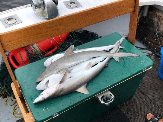 Wise Fishing Charters-美特尔海滩必去景点