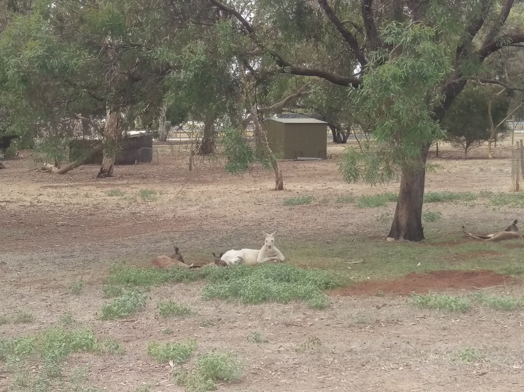 Bordertown Wildlife Park景点图片