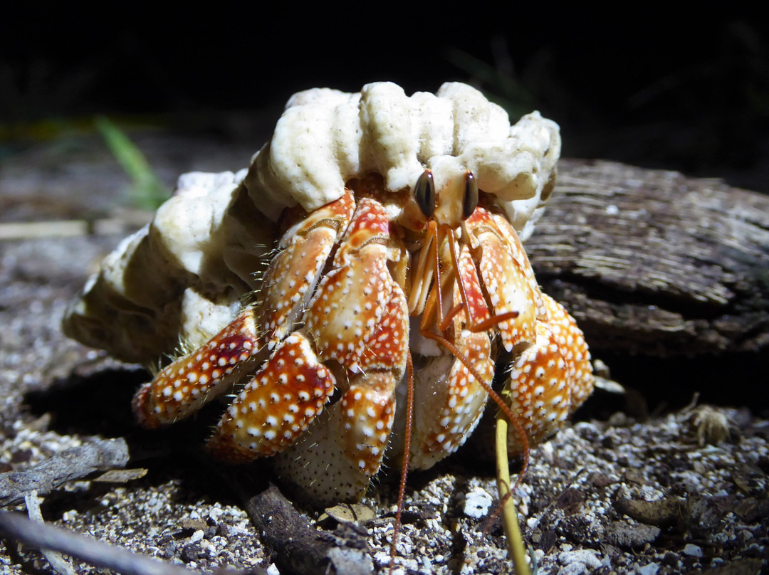 Kitesurf Tonga主图