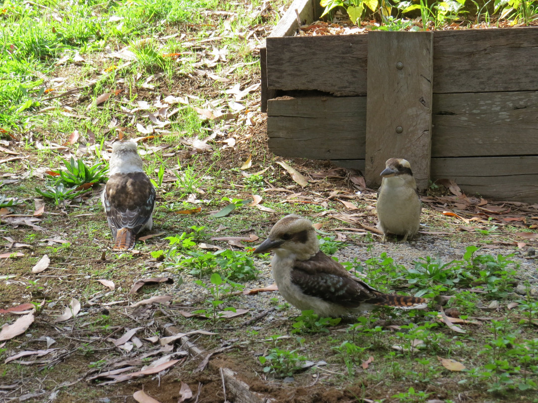 Olinda Country Cottages主图