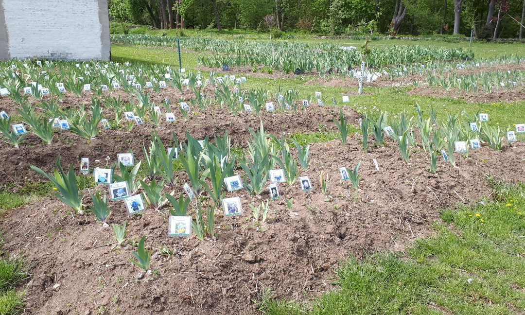 Mathildengarten-奎德林堡必去景点