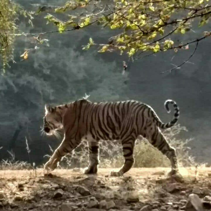 Ranthambore Tiger Safari景点图片