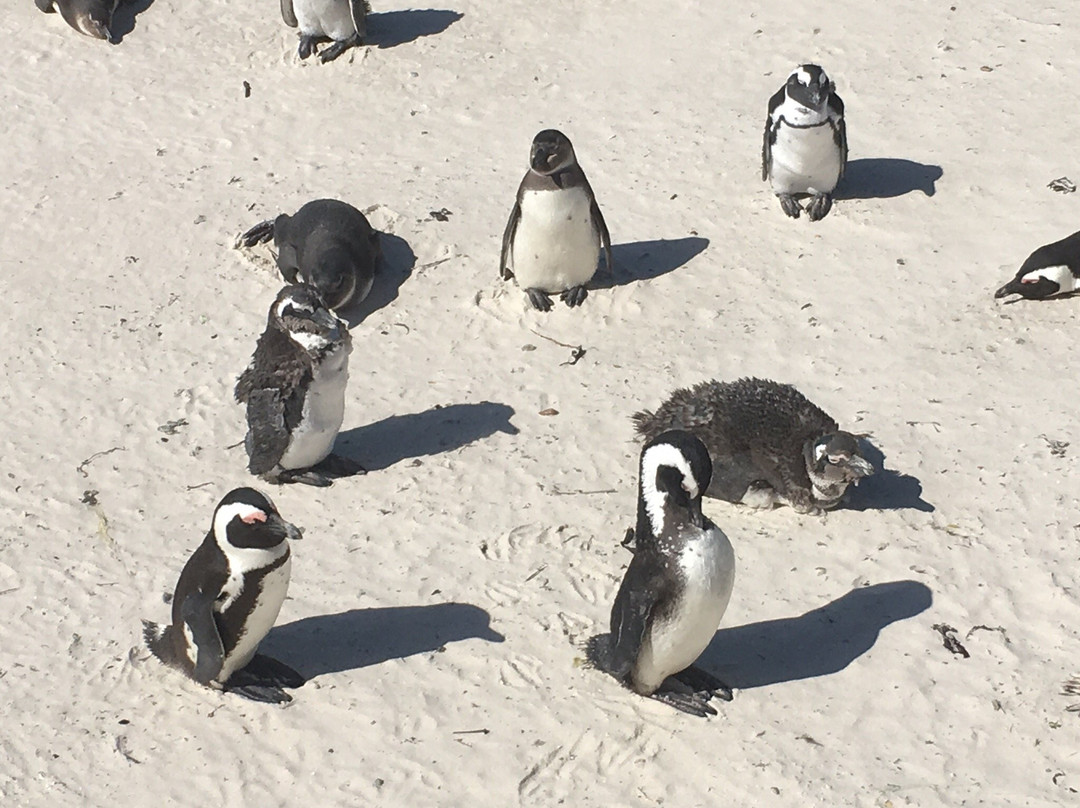 Daytrippers-开普敦中心区必去景点