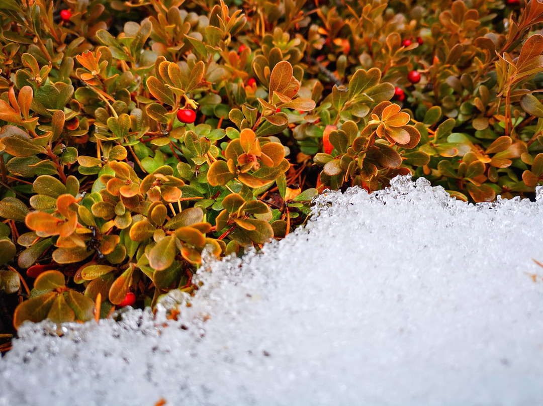 Dyatlov Pass/ Pereval-Ivdel必去景点