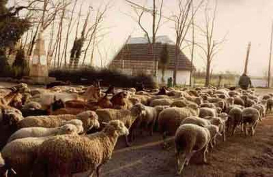 隆戈麦酒店主图