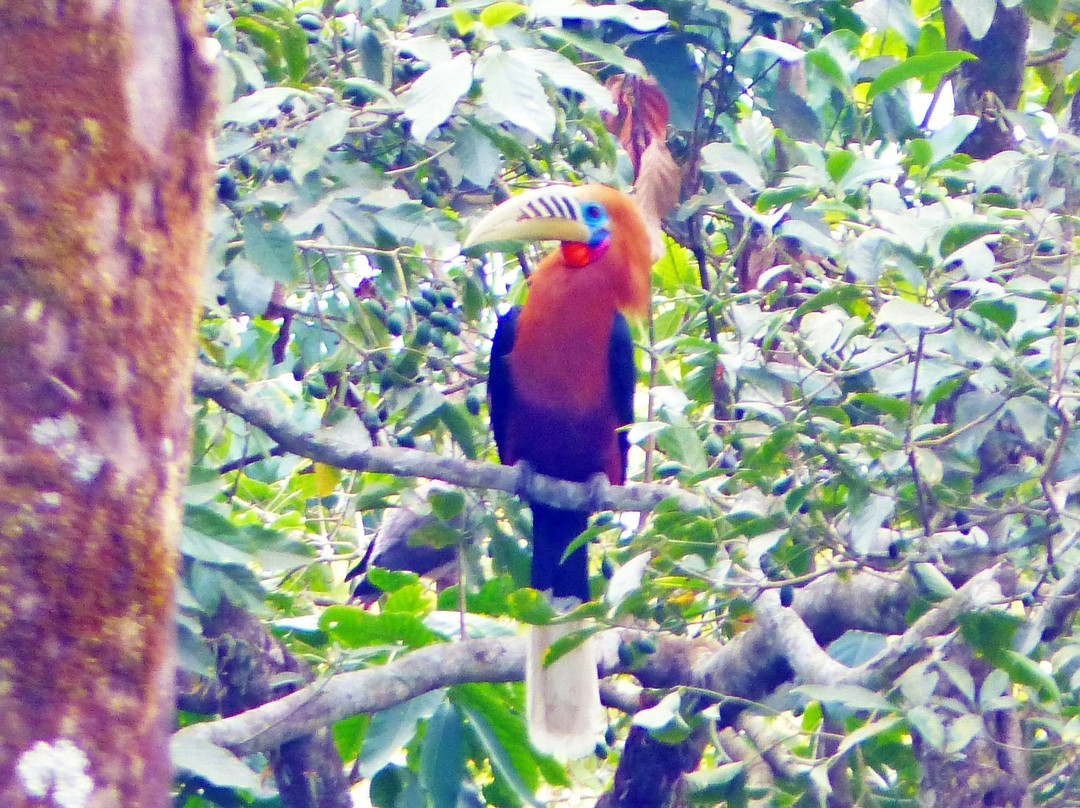 Hornbill Nest Homestay