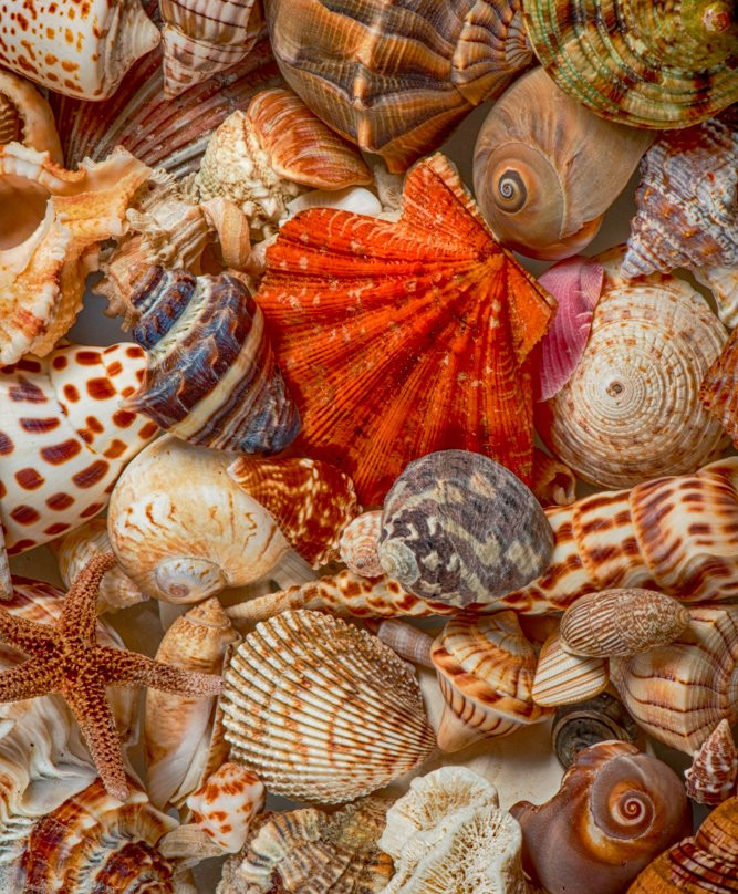 Sanibel Seashell Industries-萨尼贝尔岛必去景点