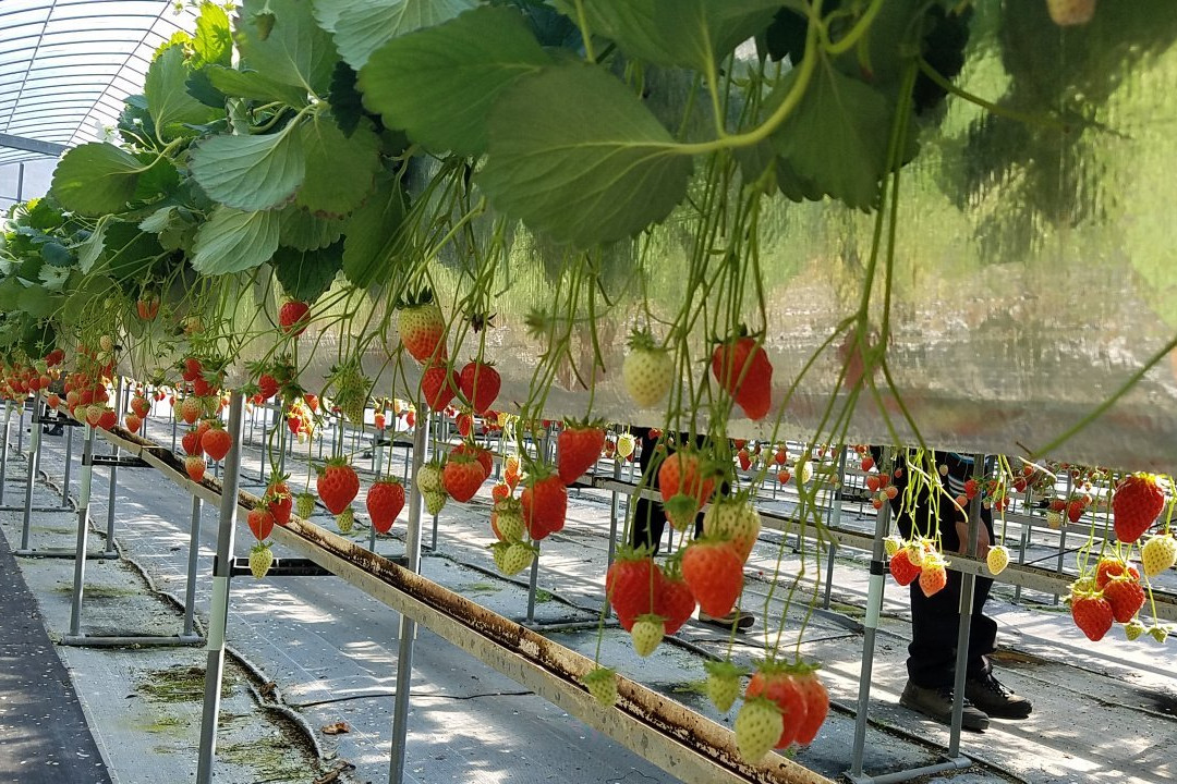 Strawberry Land Nakanishi-东伊豆町必去景点
